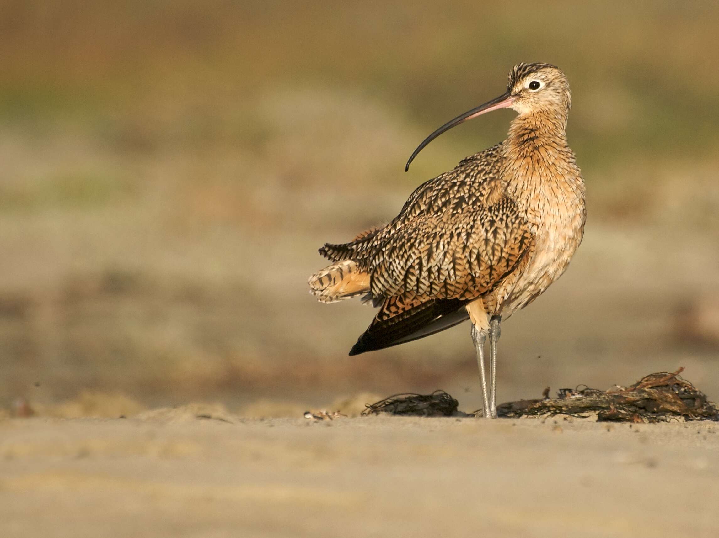 Image of Long-billed Curlew