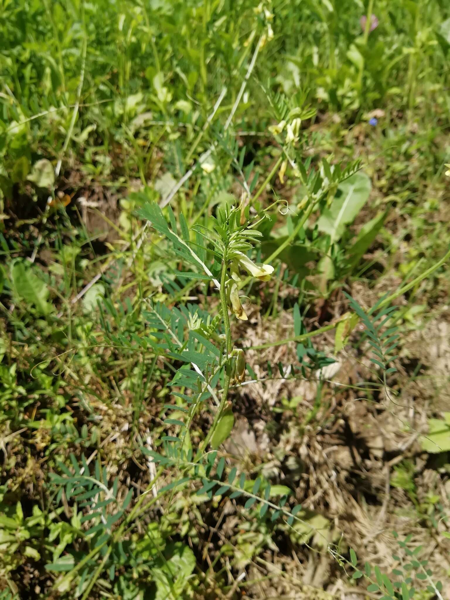 Image of Vicia ciliatula Lipsky