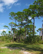 Image of Slash Pine