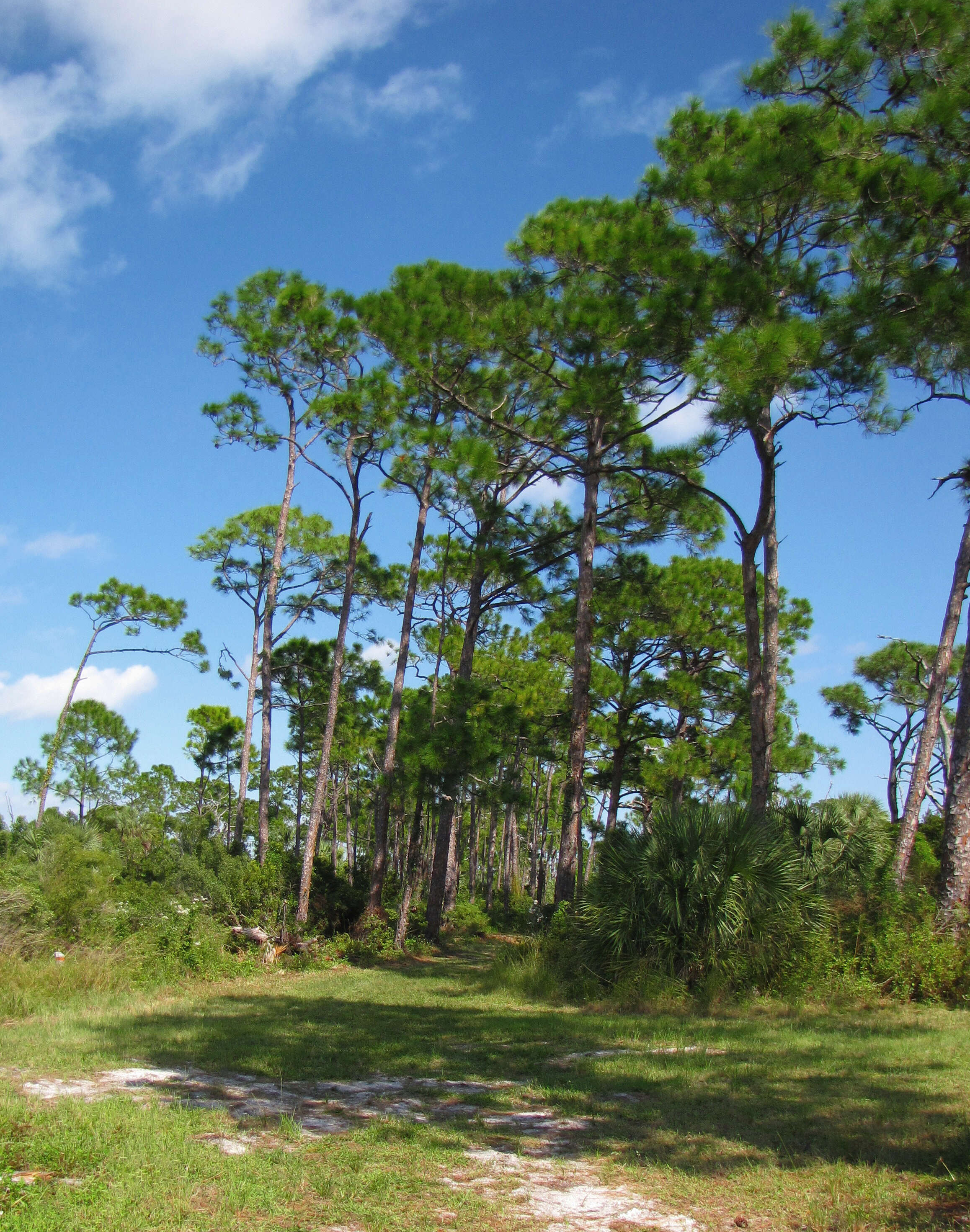 Image of Slash Pine