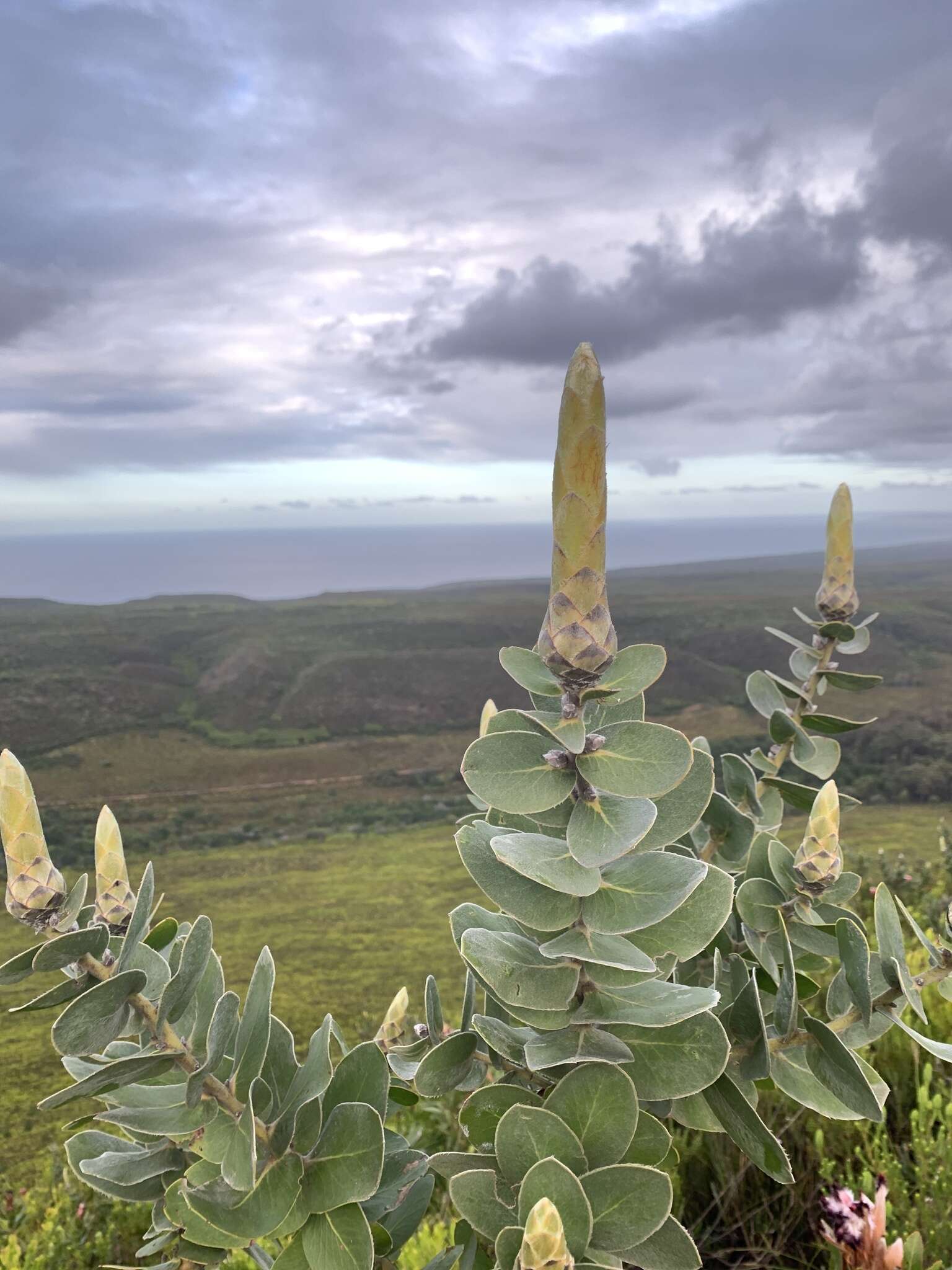 Imagem de Protea aurea subsp. potbergensis (J. P. Rourke) J. P. Rourke