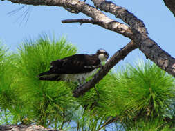 Image of Slash Pine