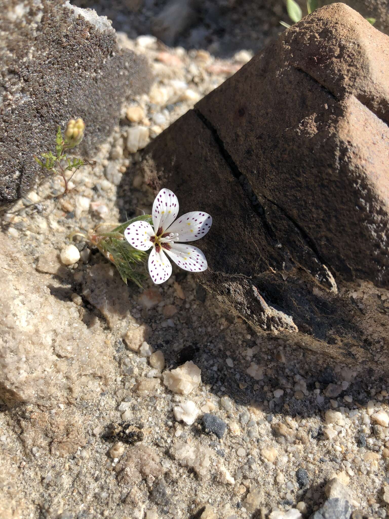 Image of Great Basin langloisia