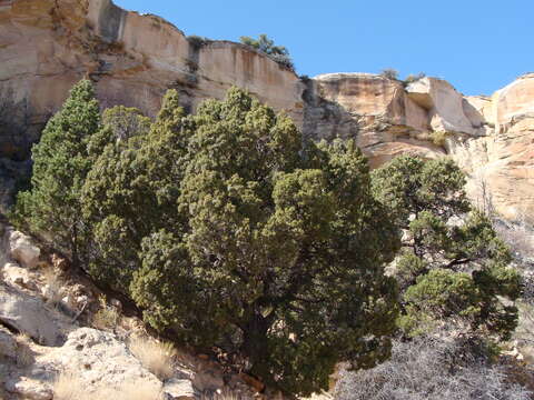 Image of Bigberry Juniper