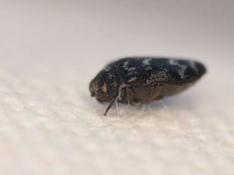 Image of Metallic wood-boring beetle