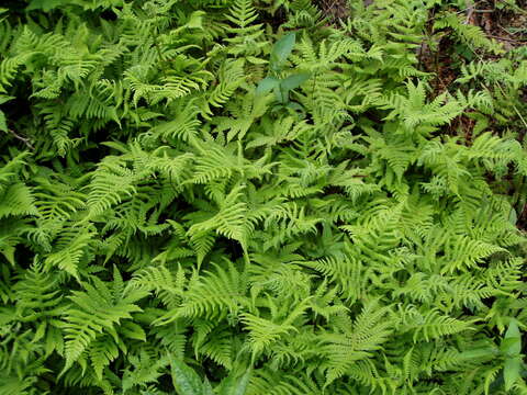 Image of Beech Fern