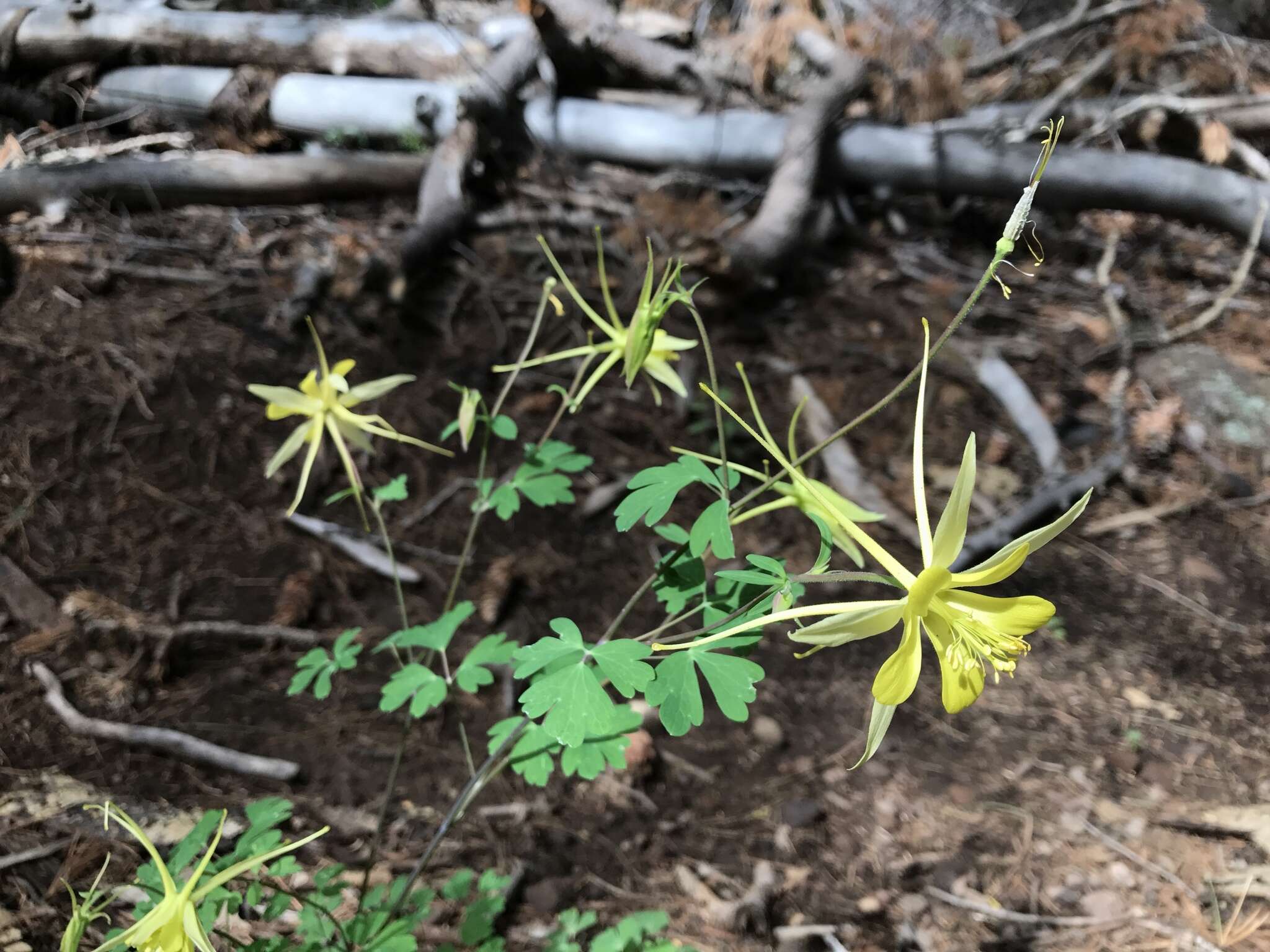 Image of golden columbine