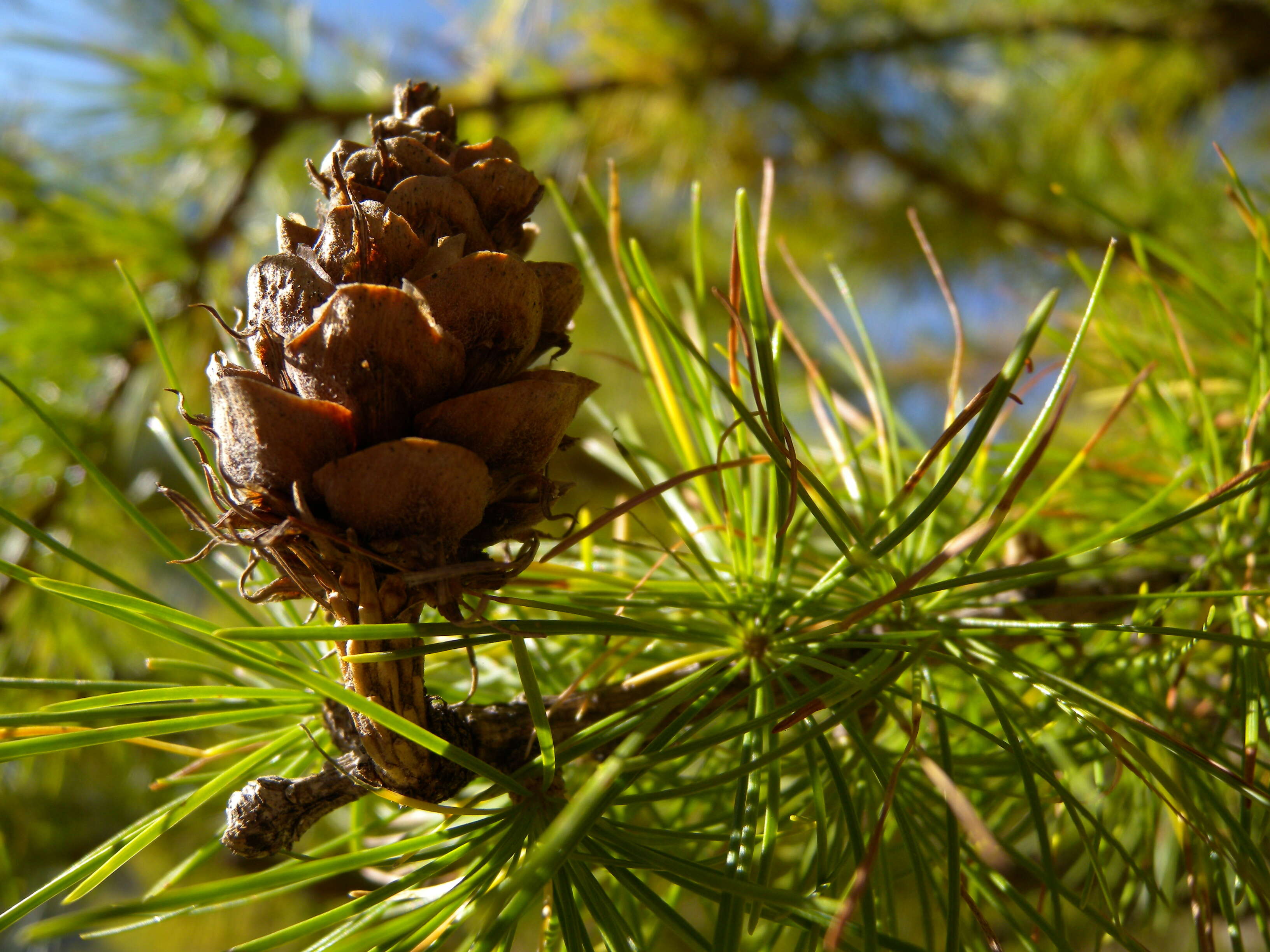 Plancia ëd Larix decidua Mill.