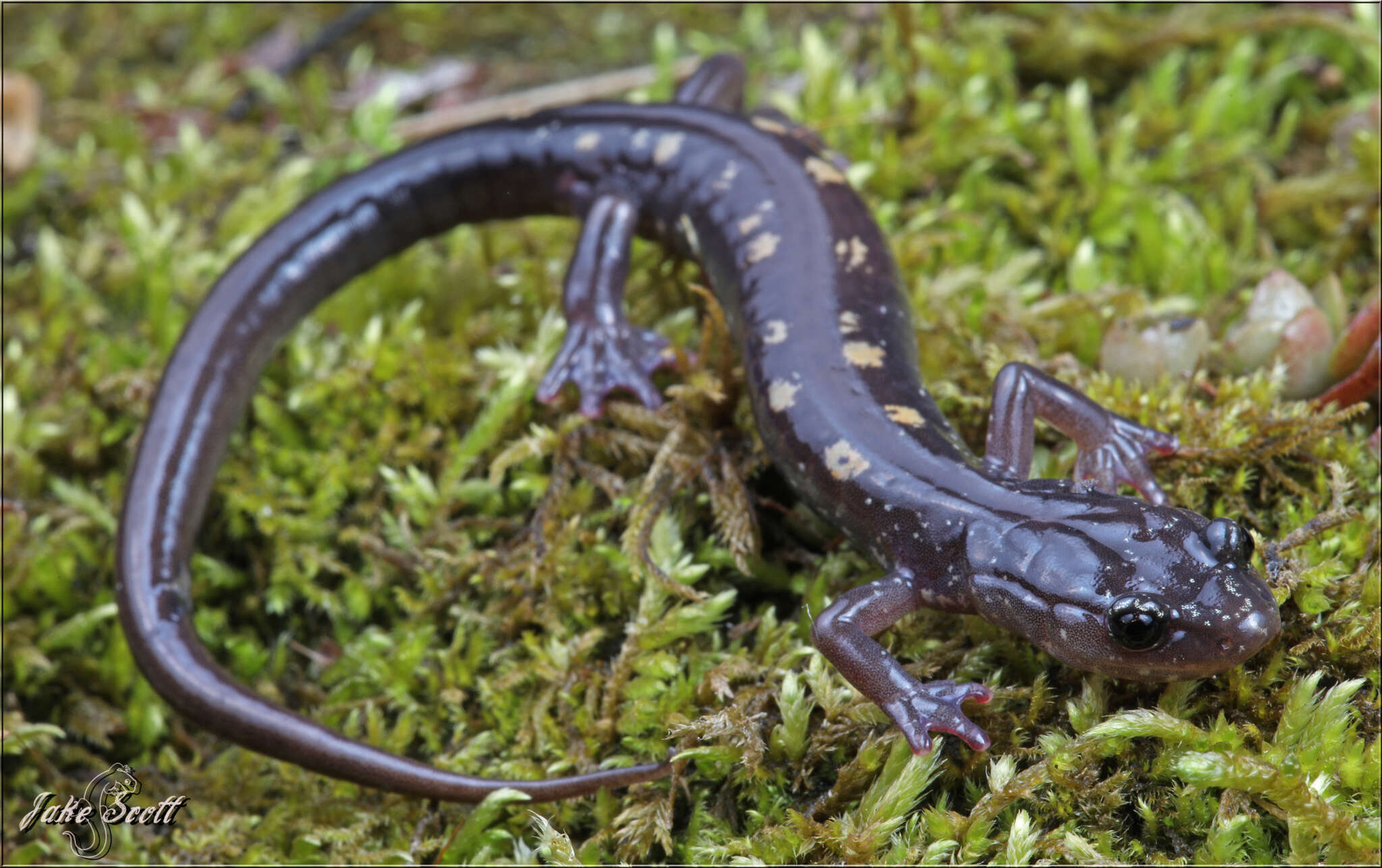 Image of Plethodon pauleyi Felix, Wooten, Pierson & Camp 2019