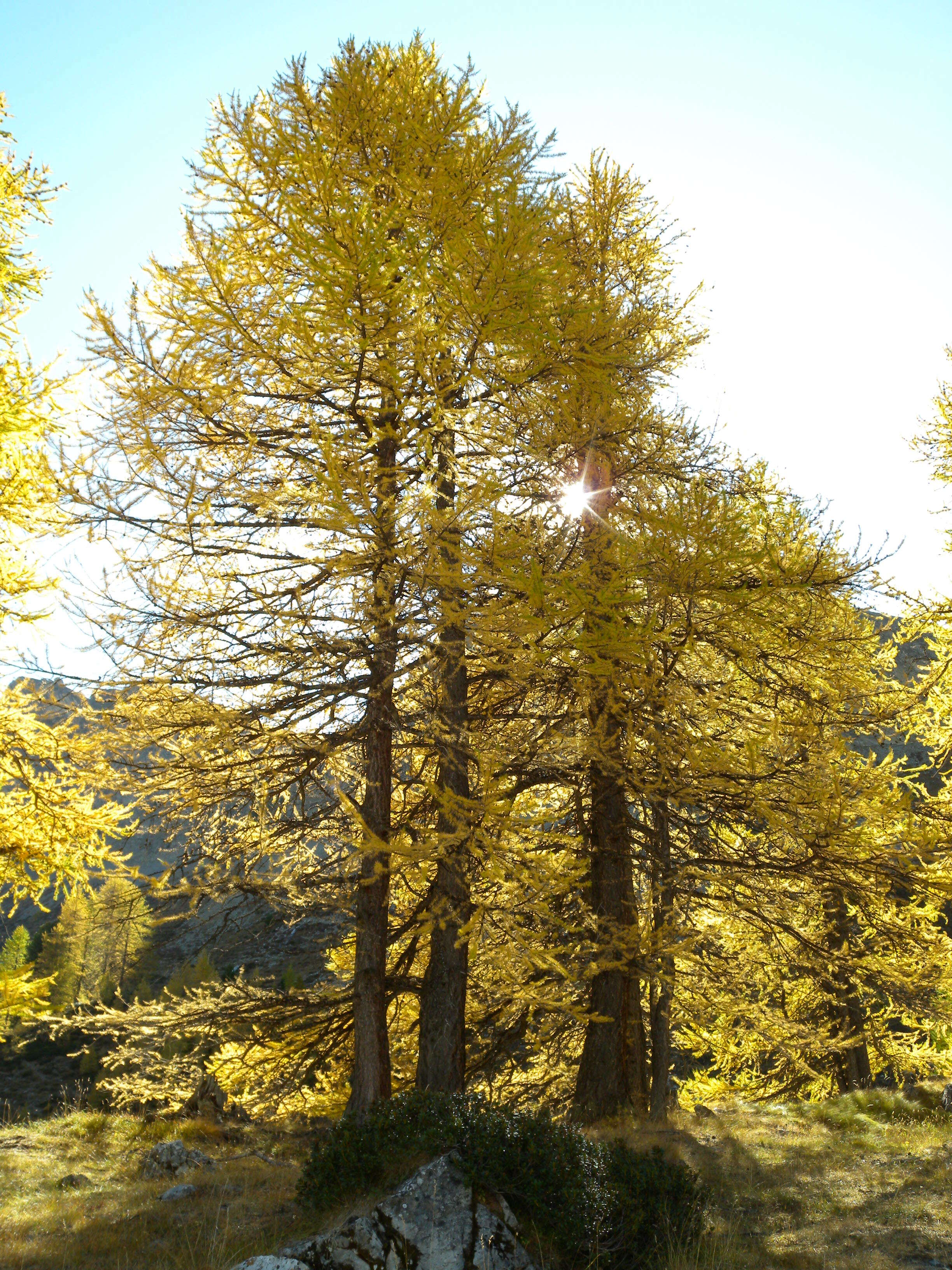 Plancia ëd Larix decidua Mill.