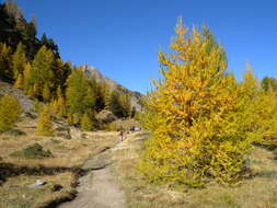 Image of European Larch