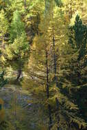 Image of European Larch