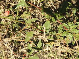 Imagem de Sphaeralcea chenopodifolia A. P. Rodrigo