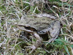 Image de Rainette du Pacifique