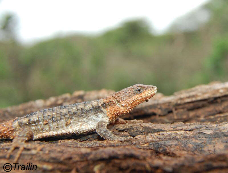 Image of Ethiopian Girdled Lizard