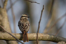 Image of Empidonomus varius varius (Vieillot 1818)