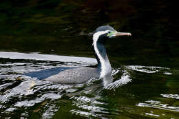 Image of Phalacrocorax punctatus oliveri Mathews 1930