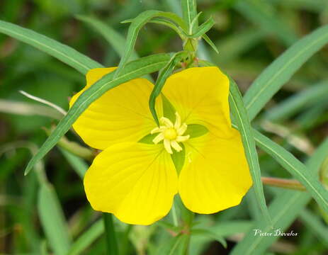 Image of Carolina Primrose-Willow