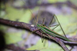 Image of Tinzeda sororoides (Tepper 1892)