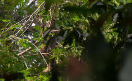 Image of Ka'apor capuchin monkey