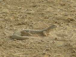 Image of Hardwick's spiny-tailed lizard