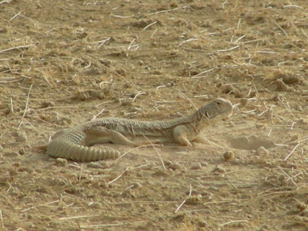 Image of Hardwick's spiny-tailed lizard