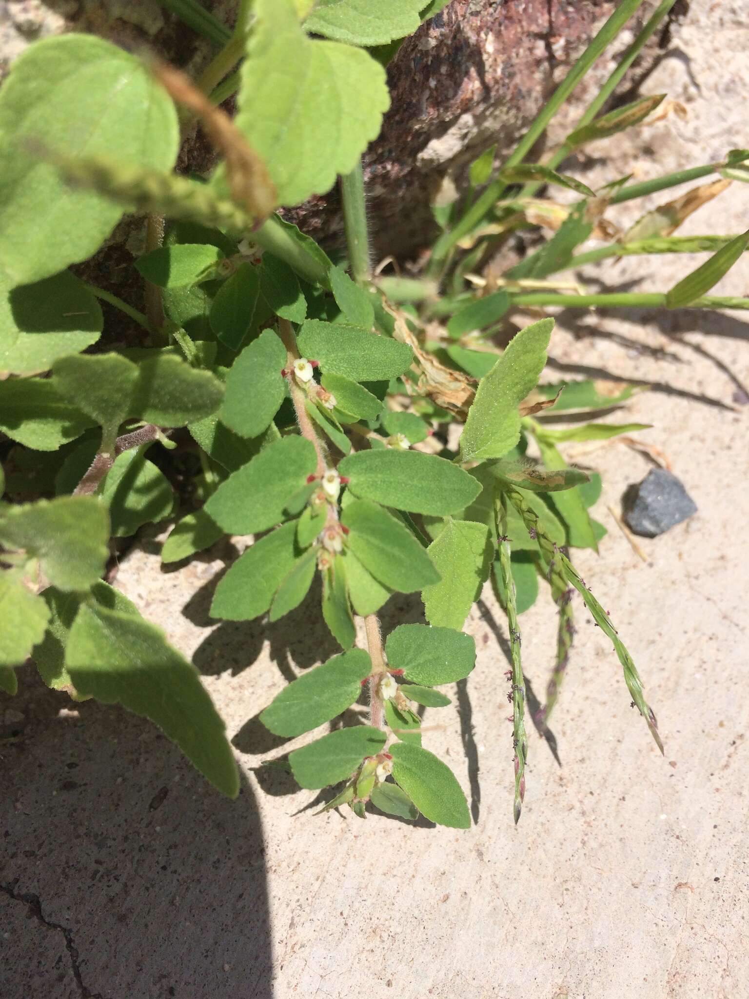 Image of Euphorbia indivisa (Engelm.) Tidestr.