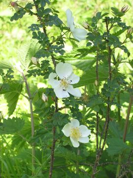 Image of Burnet Rose