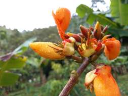 Erythrina fusca Lour. resmi