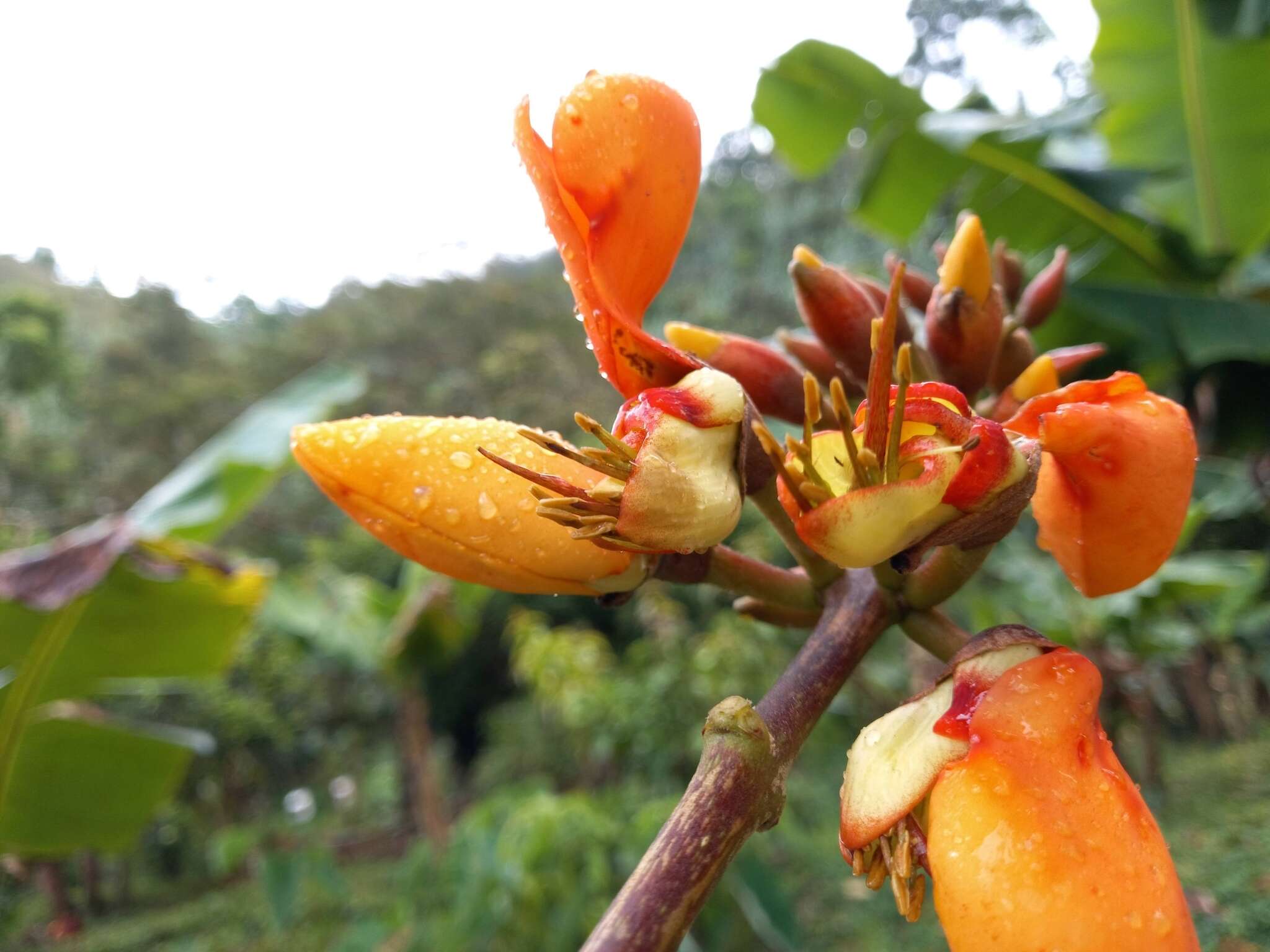 صورة Erythrina fusca Lour.