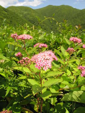 Image of Japanese meadowsweet