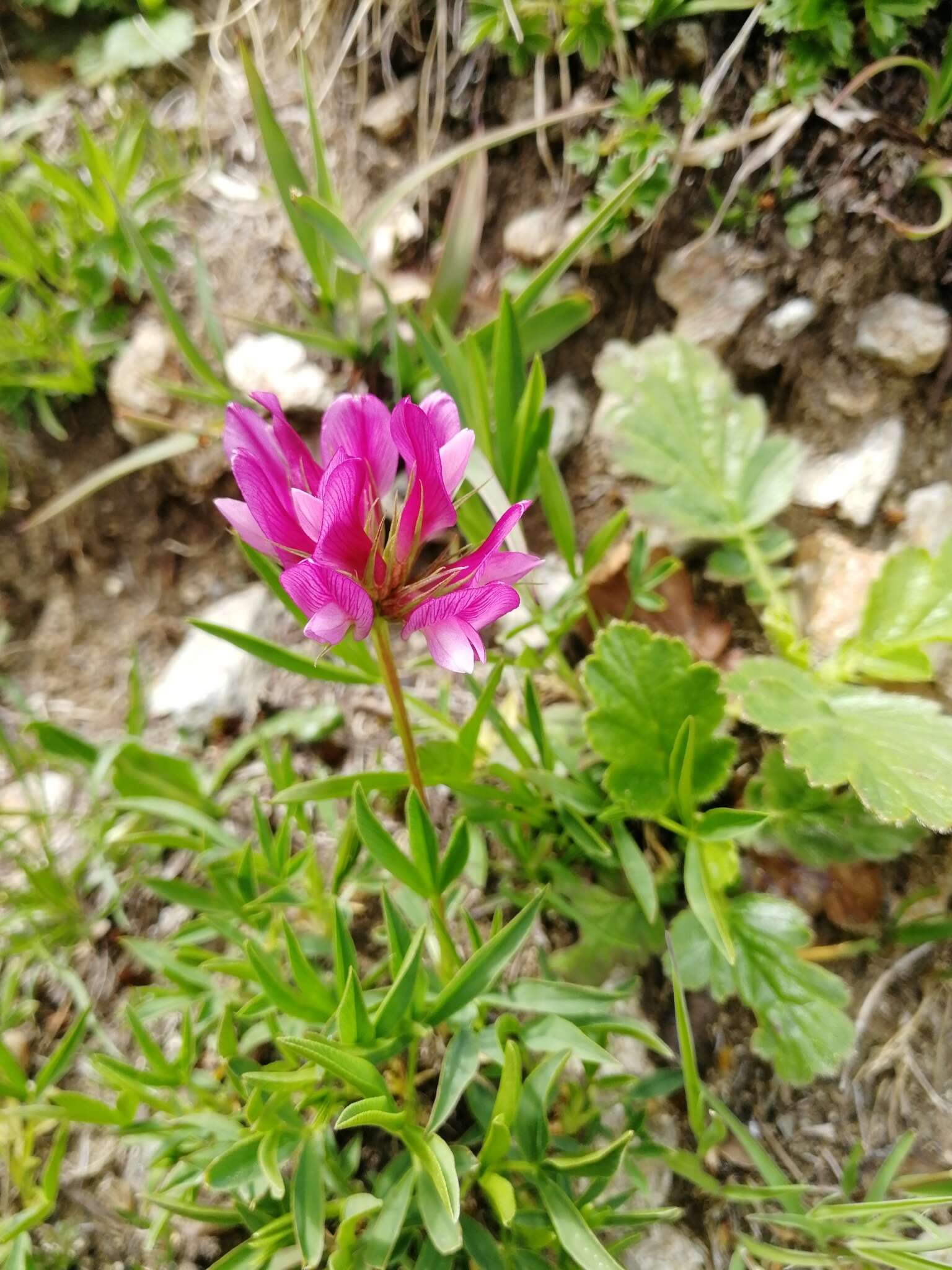 Image of alpine clover