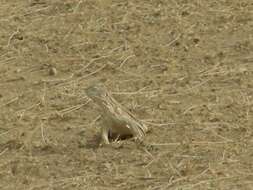 Image of Hardwick's spiny-tailed lizard