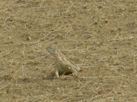 Image of Hardwick's spiny-tailed lizard