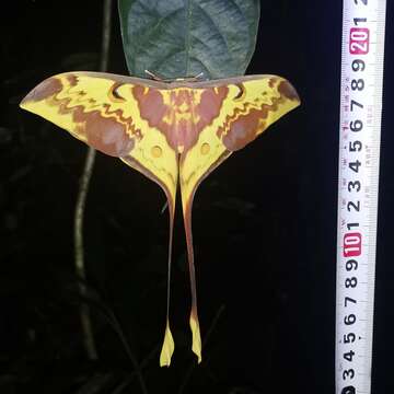 Image of Malaysian moon moth