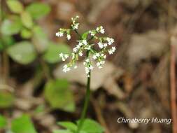 Image of Valeriana flaccidissima Maxim.