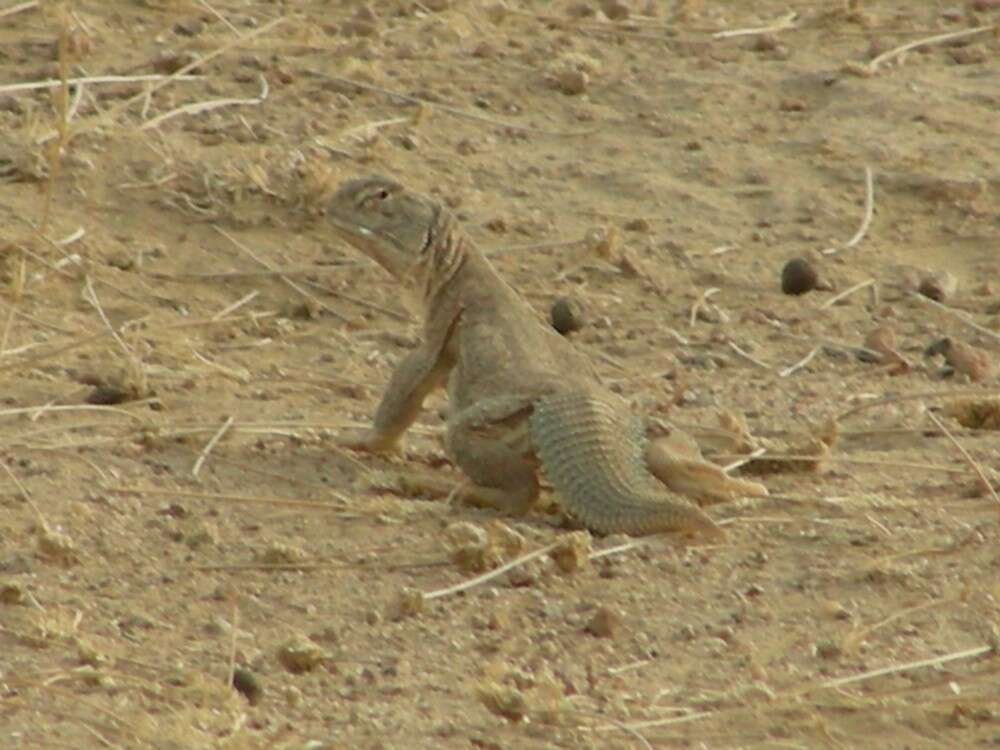 Image of Hardwick's spiny-tailed lizard