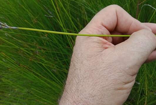 Sivun Lepidosperma clipeicola K. L. Wilson kuva