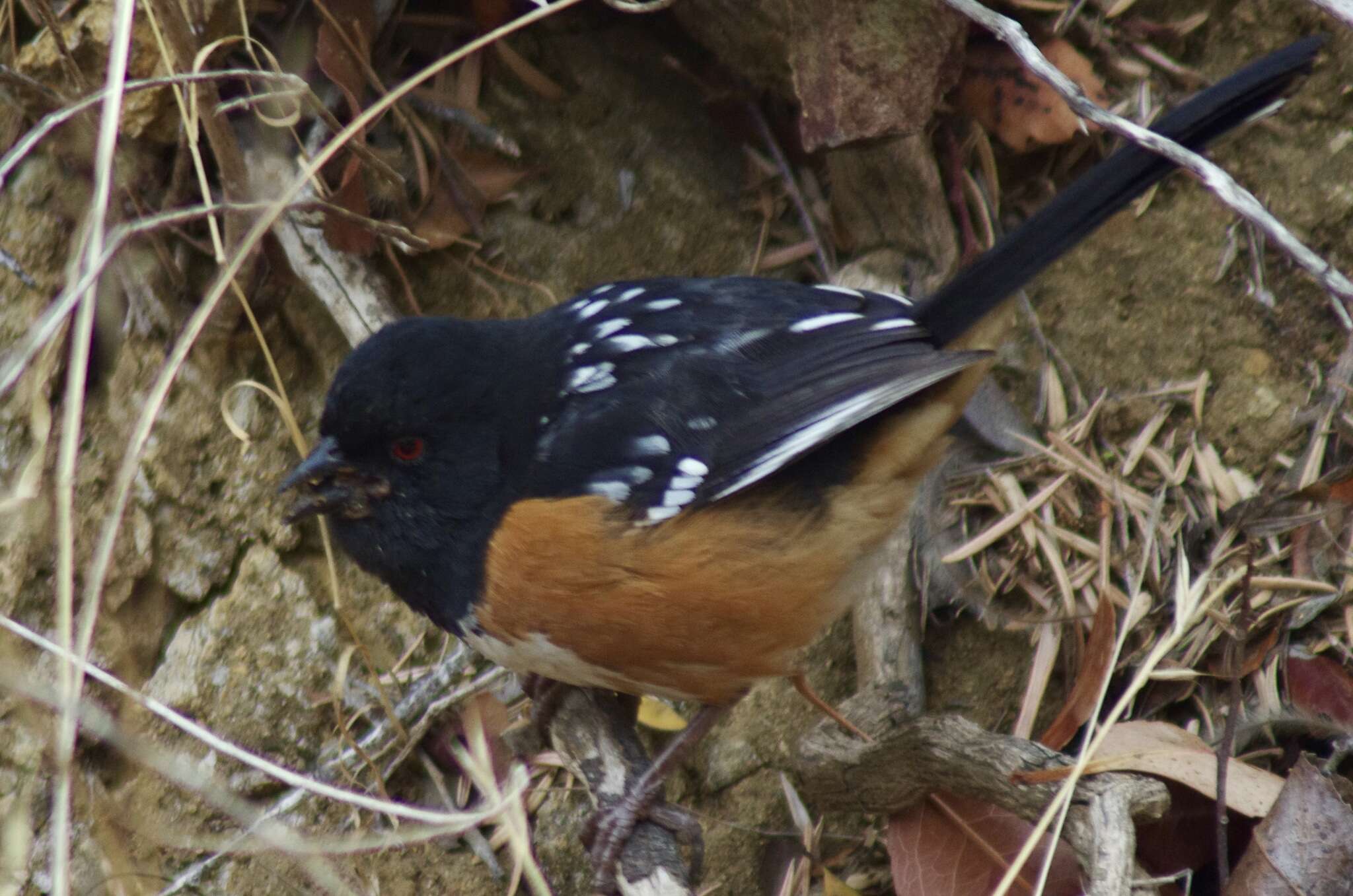 Sivun Pipilo maculatus clementae Grinnell 1897 kuva