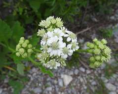 Image of Texas crownbeard