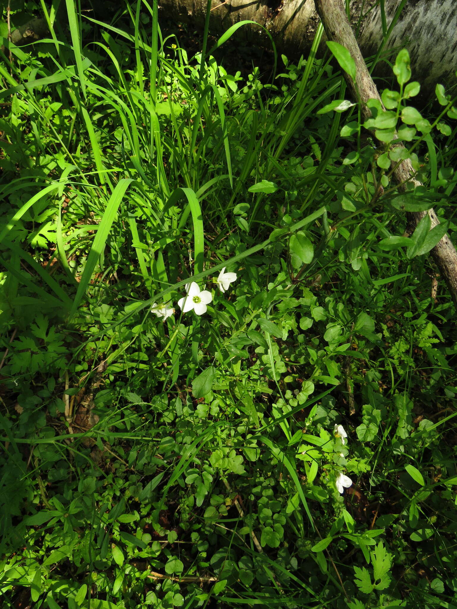 Слика од Cardamine dentata Schult.