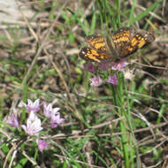 Image of Silvery Checkerspot