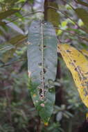 Image of Astrotricha pterocarpa Benth.