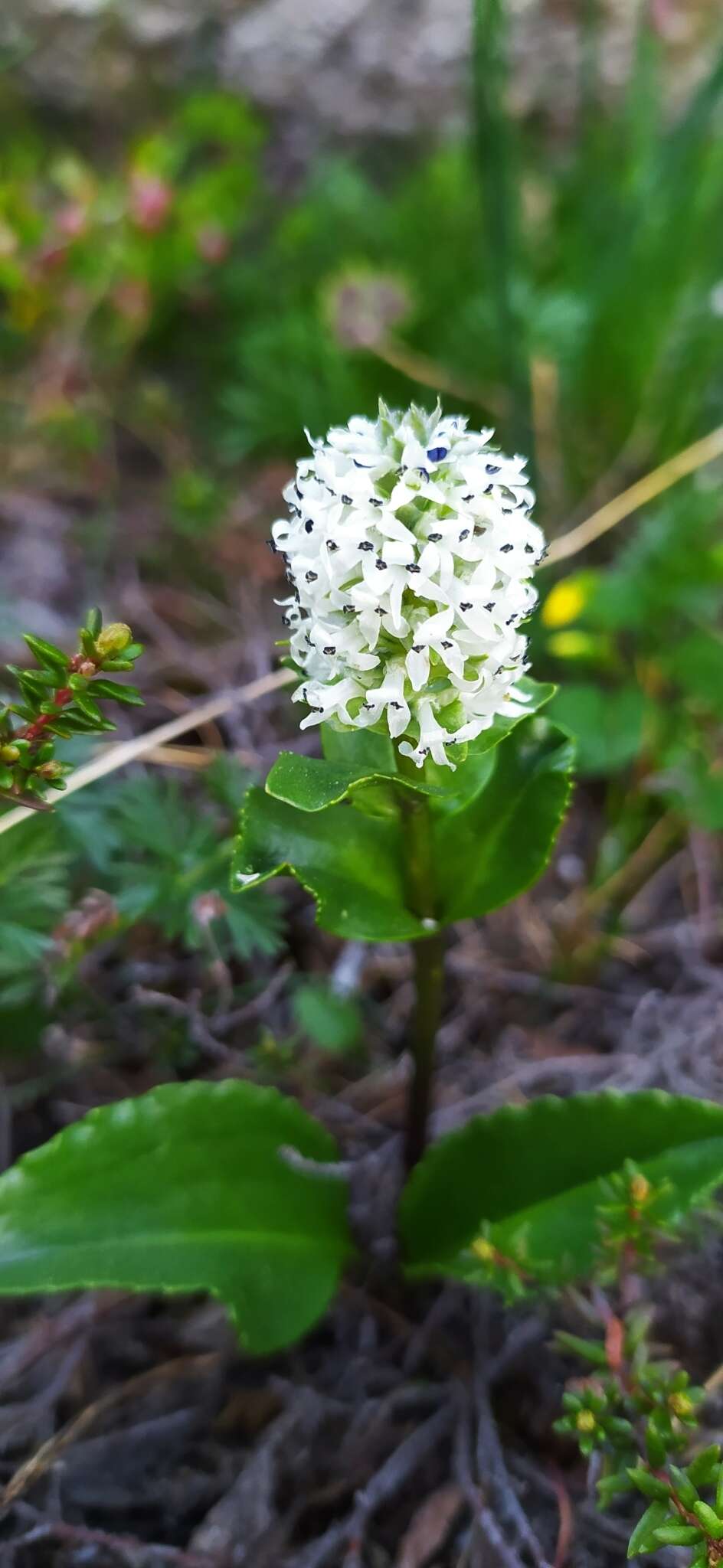 Image of Lagotis uralensis Schischk.