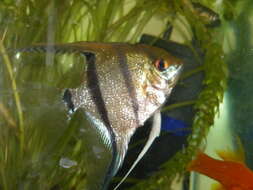 Image of freshwater angelfish