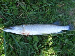 Image of Northern pike