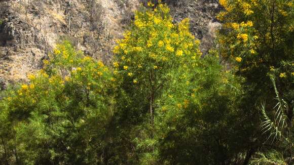 Image of Astianthus