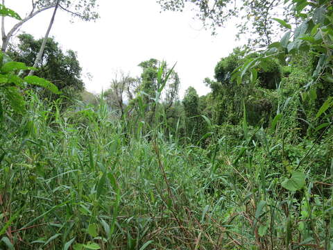 Image of Lecomtella madagascariensis A. Camus