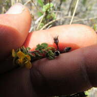 Image of Chaetolepis microphylla (Bonpl.) Miq.