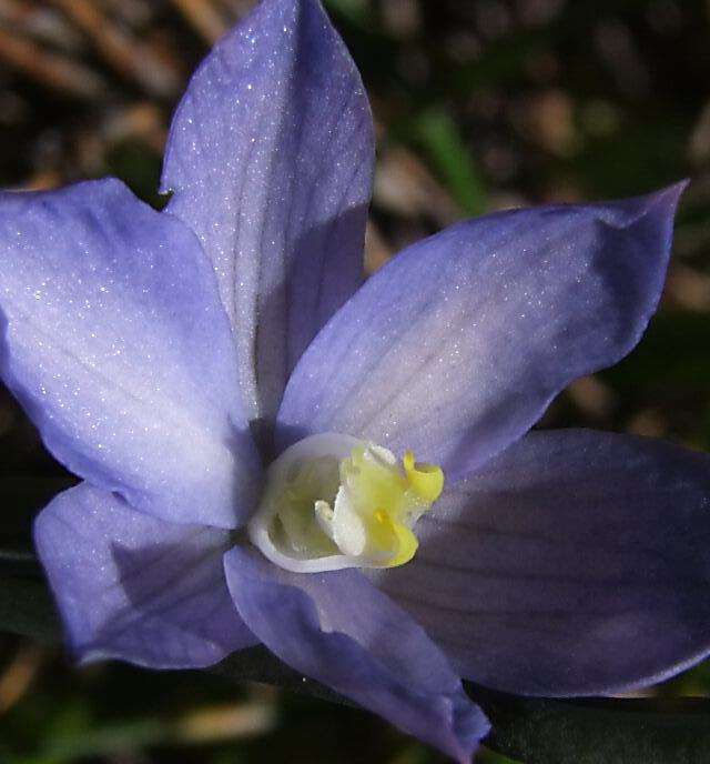 Image of Veined sun orchid